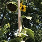 A Three Headed Sunflower