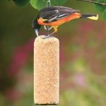 Peanut Logs for Birds