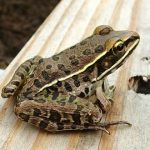 Snakes and Leopard Frogs