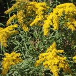 The Versatile and Beautiful Goldenrod