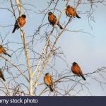 The Robins of Capistrano