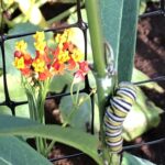 A Monarch Caterpillar