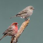 The Cheerful House Finch