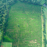 Corn Maze and Pumpkins