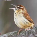Scolded by a Wren