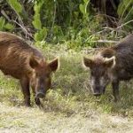 Invasive Species: Feral Hogs