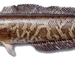 Snakeheads: Another Invasive species