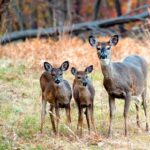 Do Whitetail Fawns Breed?