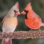 A Pair of Cardinals