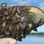 Zebra Mussels: Another Invasive Species