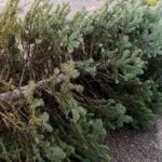 Recycle Those Christmas Trees