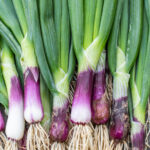 (Red) Spring Onions