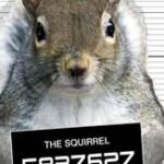 Squirrels: How do I hate thee?