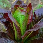 Red Romaine Leaf Lettuce
