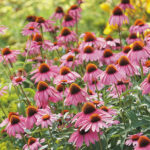 Coneflowers: Add a Bed of Beauty