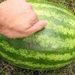 How To Pick a Watermelon
