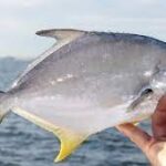 Pompano Hit Bay Waters