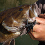 Coldwater Tips for Winter Smallmouth