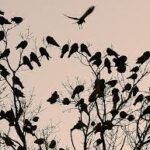 Kroger Crows