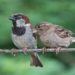 Invasive House Sparrows