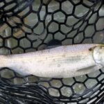 Tips on Catching Shad