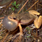 Spring Peepers and other Amphibians