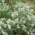 Short-Toothed Mountain Mint