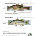 The Threat of Alabama Bass
