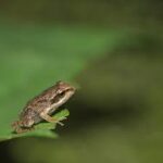 A Teenchy, Tiny Frog