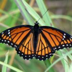 Viceroy, Monarchs and Other Butterflies