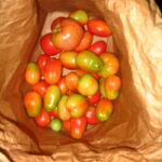 Brown Bag Tomatoes