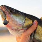 Catching Cold Weather Walleye