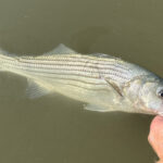 Stripers, Stripers and More Stripers