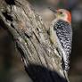 Woodpeckers: Skilled and Beautiful