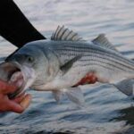 Winter Opportunities: Nags Head Stripers
