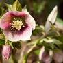 Lenten Roses for Early Blooms