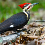 A Pileated Visit