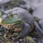Frog Update