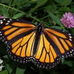 Plant Milkweed and Butterfly Bushes