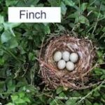 Fern Finches
