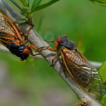 Here Come the Cicadas