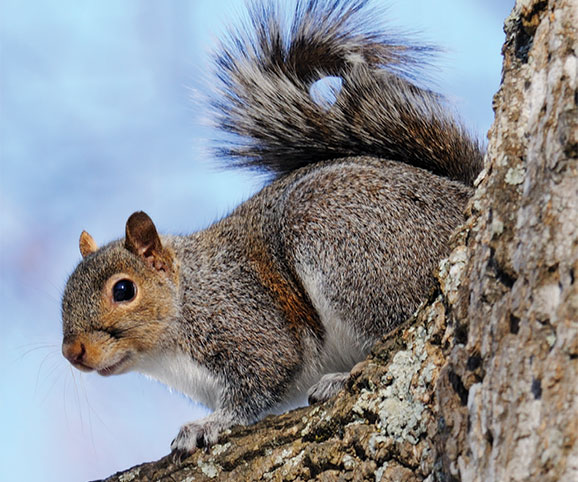 It’s Squirrel Season – Really